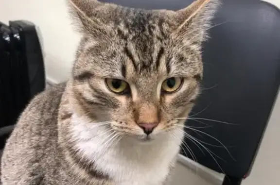 Потерянные животные Москва, фото: Пропала кошка в Москве, район Твардовского 8к4