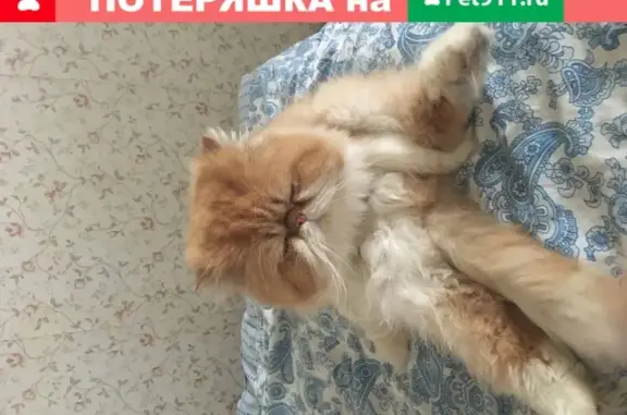 Пропал кот Мотя на ул. Барбашова, 3