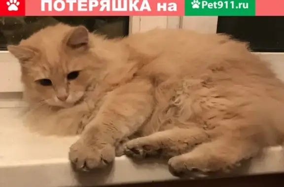 Найден пушистый кот на ул. Академика Скрябина 16к2