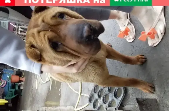 Собака Мальчик шарпей найдена возле Загса в Херсонской области, Украина - photo