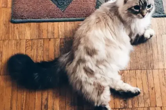 Кошки потеряшки, Москва, фото: Потеряшка кошка Невская маскарадная на ул. Академика Волгина (Москва)