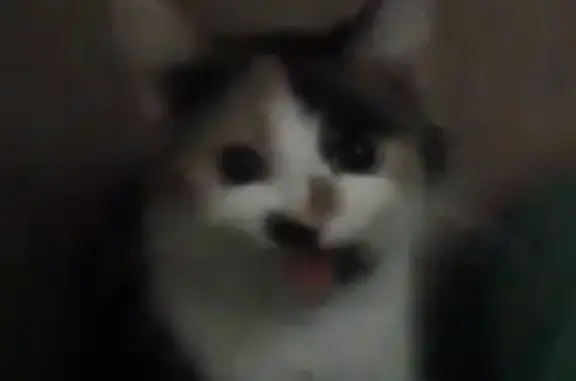 Потерянные животные Новосибирск, фото: Пропала кошка на ул. Волочаевская, Новосибирск.