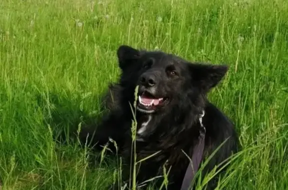 Найден черный пес в Минске, ищем хозяев!