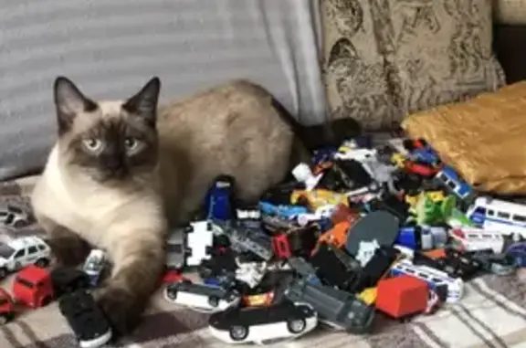 Кошки потеряшки, Санкт-Петербург, фото: Потеряшка кошка тайской породы на пр. Художников, 26к4 (39 символов)