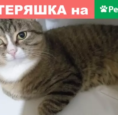 Пропала кошка на ул. Георгия Димитрова, 23 (тигровый окрас)