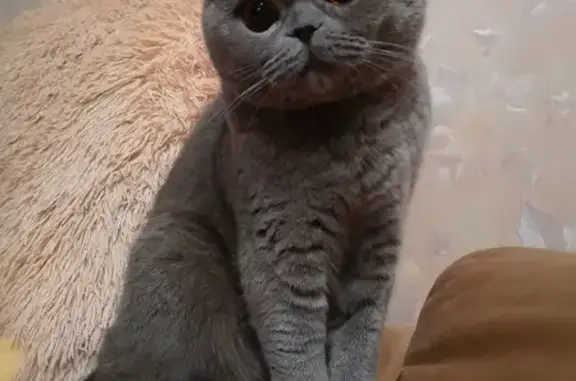 Кошки потеряшки, Москва, фото: Потеряшка кошка Симба на Борисовских прудах, дом 42.