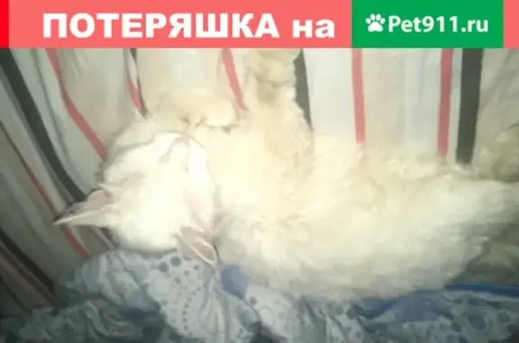 Пропала белая кошка на Подольской, 21