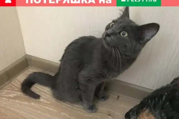 Найдена кошка на Ярославском шоссе