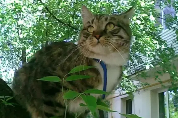 Пропала кошка Киса в г. Королев, ул. Пушкина