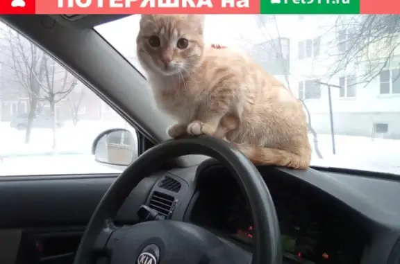 Пропала кошка Персик на улице Антипова, 176