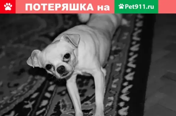 Пропала собака чихуахуа, ул. Куксова, Михайловск, Ставропольский край