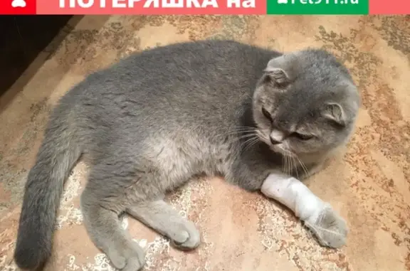 Найдена серая кошка в Санкт-Петербурге