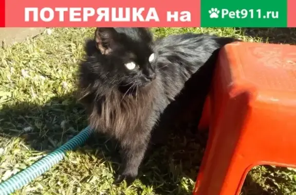 Пропала кошка Пушистый черный кот в СНТ Коровино, Ярославская область