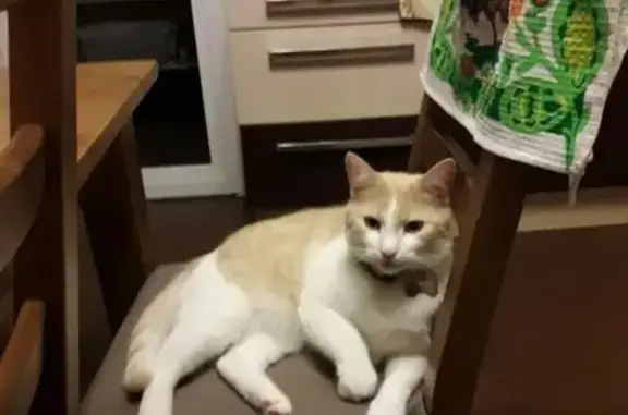 Кошки потеряшки, Сальково, фото: Потеряшка кошка в деревне Сальково, Московская область