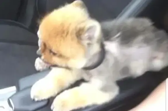 Собаки потеряшки, Москва, фото: Потеряшка собака Шпиц с шрамом в Дудкино, Москва