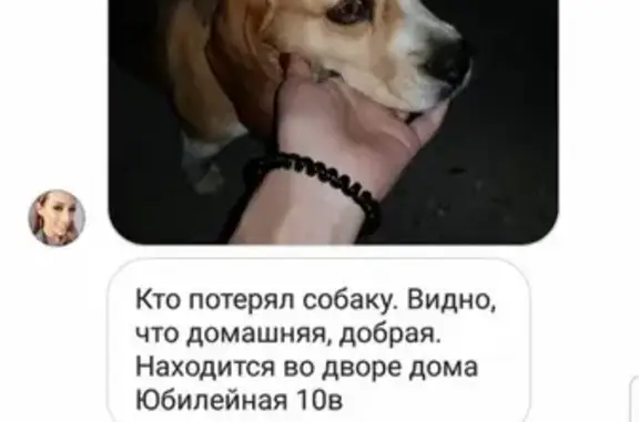 Породистая собака найдена в Моздок-1