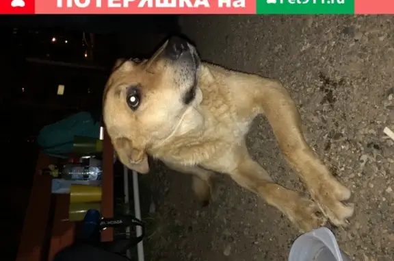 Найдена рыжая собака на Волжской набережной, 17