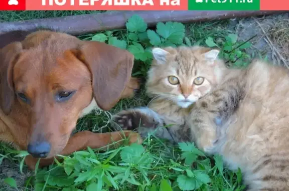 Пропала собака Пес такса по кличке Буян в селе Прилепы, Воронежская область