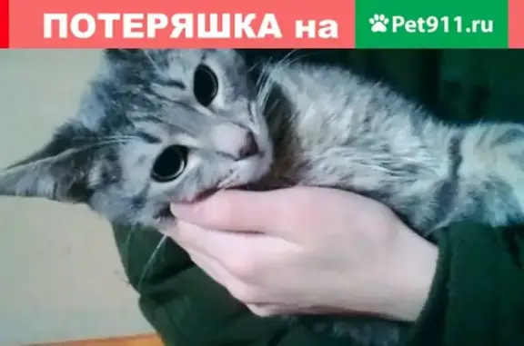 Объявления о пропавших и найденных животных, Смоленск, фото: Пропал серый кот по адресу П. Алексеева 9