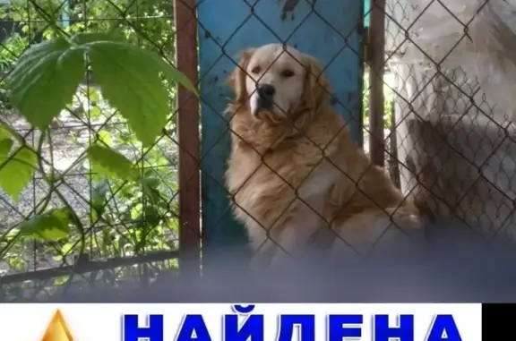 Пропала собака на ул. Руставели в Ставрополе