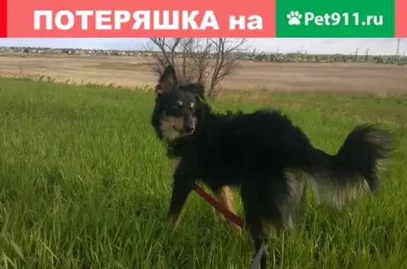 Собака найдена в районе Солнечного, Омск.