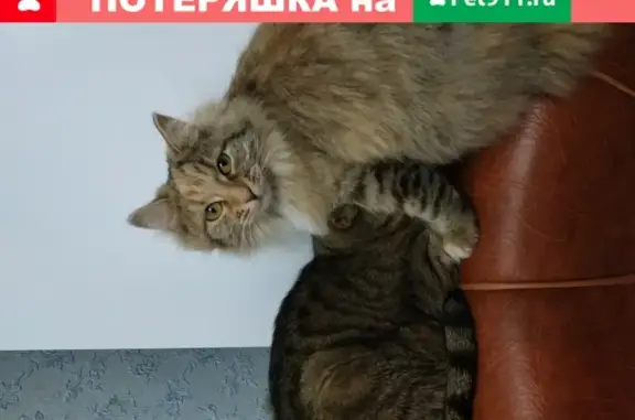 Пропала кошка Муся в Иваново, 20-я линия, 51