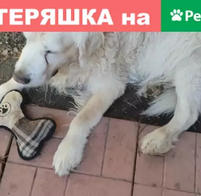 Пропала собака Майк на улице Кирова