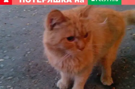 Найдена рыжая кошка на Носовихинском шоссе, ищем владельца!