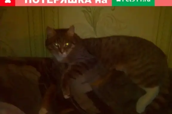 Пропала кошка в Бердске, улица Комсомольская 17
