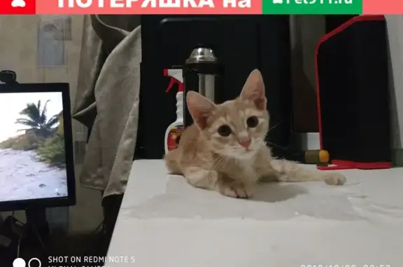Пропала кошка Симба на Севастопольской улице, 53