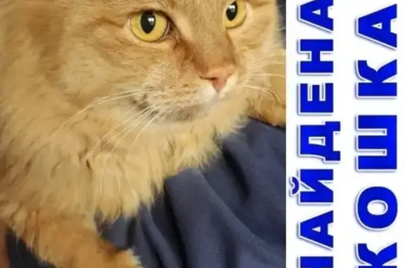 Найден кот на Воровского, 143
