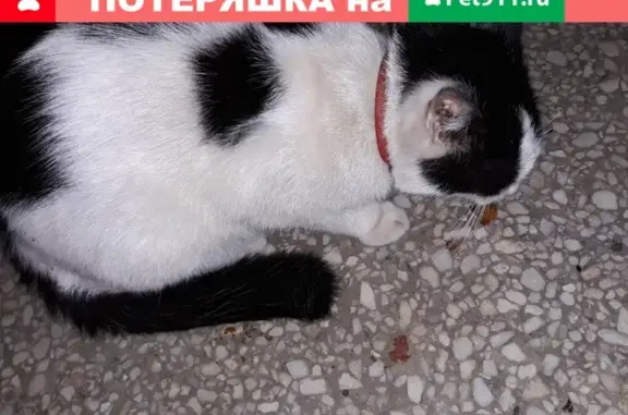 Найдена кошка в Барнауле, ищем хозяев