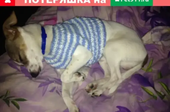 Собаки потеряшки, село Абрамово, фото: Потеряшка пёс Бублик в селе Абрамово!