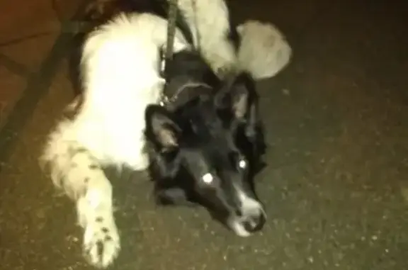 Найдена собака на ул. Маршала Казакова 68к1 в Санкт-Петербурге