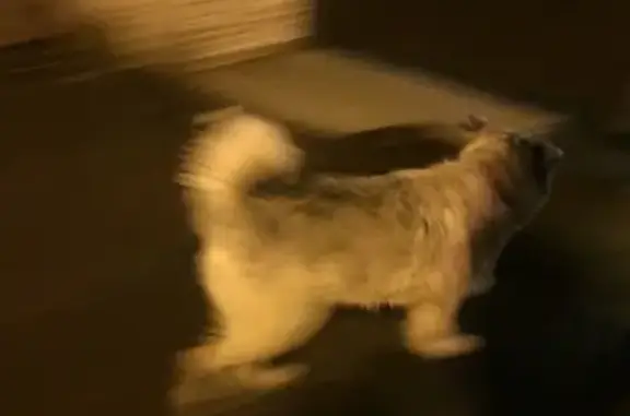 Найдена собака у метро Нарвская