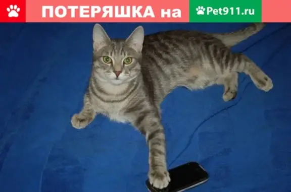 Найдена кошка Москва, ищем передержку