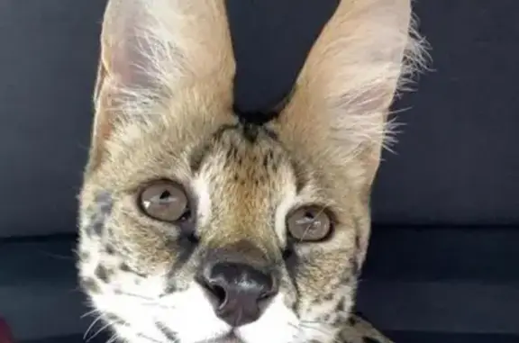 Кошки потеряшки, Москва, фото: Потеряшка кошка породы Сервал в Домодедово, Глотаево