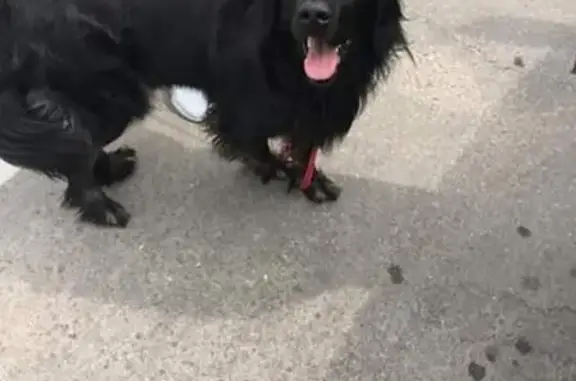 Найдена собака возле магазина Чайка