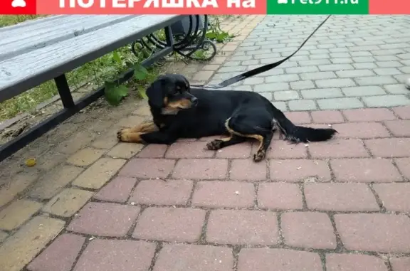 Найдена собака в Липецке, звоните!
