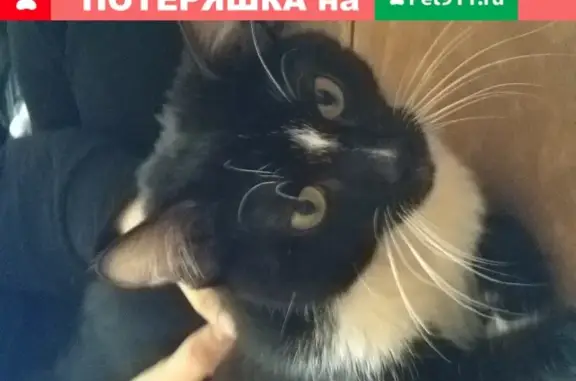 Найден кот в районе Уралмаш, звоните по 89655404658