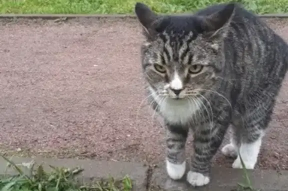 Найдена кошка в СПб, выборгский район.