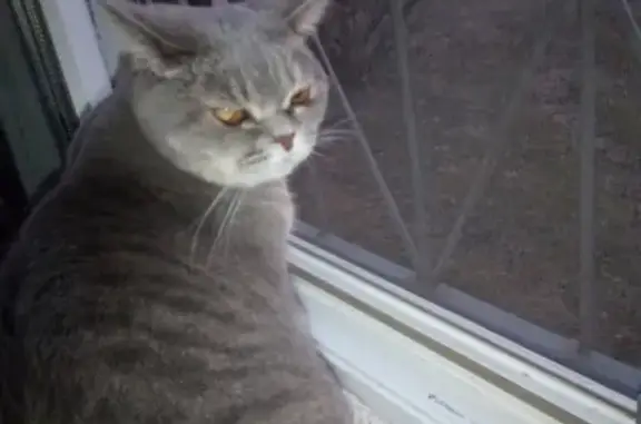 Кошки потеряшки, Ярославль, фото: Потеряшка кошка Кася на Волгоградской улице в Ярославле