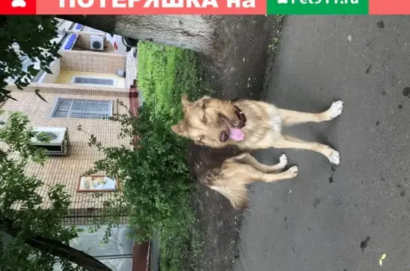 Собака с красным ошейником на 10-й улице Текстильщиков (Москва)