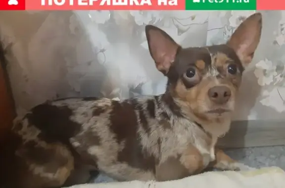 Пропала собака в Первомайском, Щекинский район
