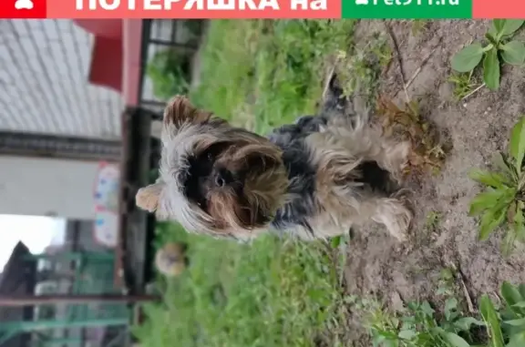 Пропала собака на станции Родники, Московская область.
