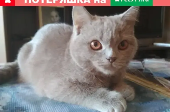Пропала кошка Принцесса на ул. Бетанкура, Нижний Новгород