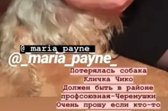 Собаки потеряшки, Москва, фото: Потеряшка собака Чико в Москве, район Профсоюзной-Черемушек