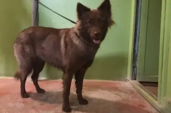 Собака Девочка найдена в Дзержинске на улице Урицкого