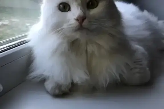 Пропала турецкая ванская кошка на Рябиновой улице, Быково