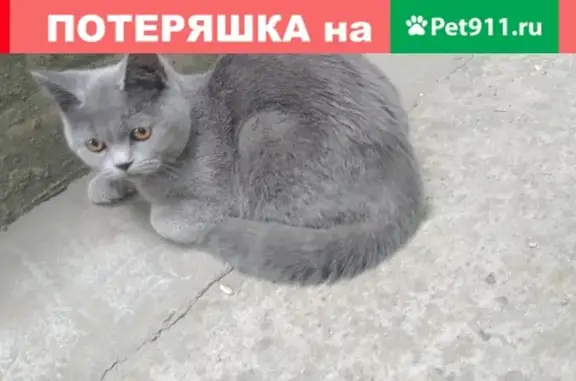 Найден серый кот у завода Тавр на ул. Козлова